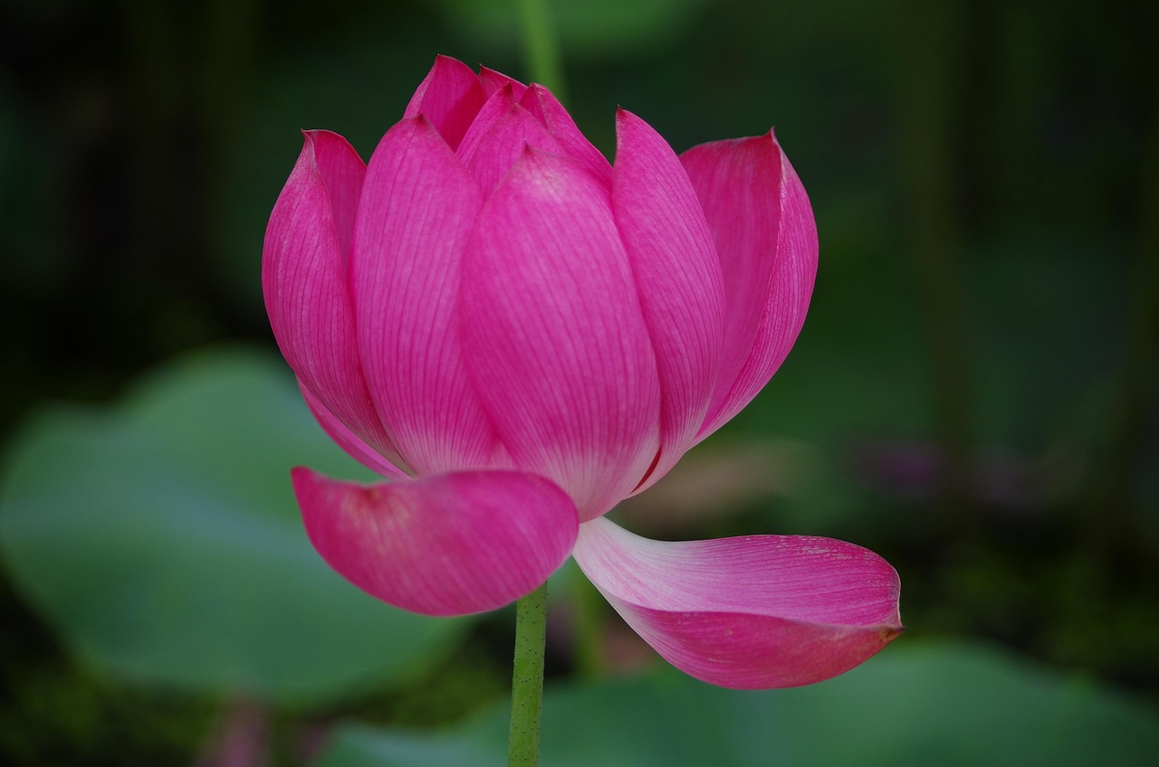 口コミでおすすめの引っ越し回収業者はどこですか？